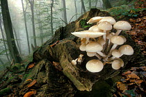 Porcelain mushrooms {Oudemansiella mucida} Luxembourg