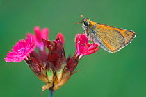 Small skipper butterfly {Thymelicus sylvestris} on Sweet william flower. Alps, Switzerland