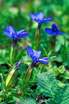 Spring gentian flowers {Gentiana verna} Gran Paradiso NP, Alps, Italy