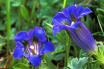 Trumpet gentian flowers {Gentiana kochiana} Gran Paradiso NP, Alps, Italy