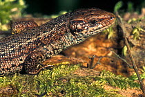 Viviparous lizard {Lacerta vivipara} Luxembourg