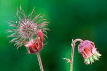 Water avens seedheads {Geum rivale} Gran Paradiso NP, Alps, Italy
