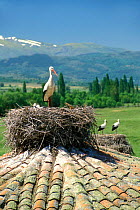 White storks nesting on roof {Ciconia ciconia} Spain