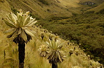 Polylepis forest in valley surrounded by Frailejones, Polylepis incana & Espeletia pycnophylla (Severely Depleted habitat in Andes). El Angel Ecological Res. Paramo habitat, Carchi Province, Northern...