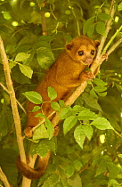 Kinkajou in tree {Potos flavus} Amazon Rainforest, Ecuador, South America