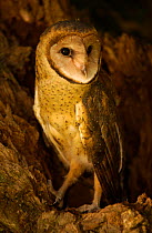 Barn Owl juvenile {Tyto alba} Ecuador, South America