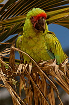 Guayaquil / Buffon's macaw {Ara ambigua}, Western Ecuador, South America Sub-species of Great Green Macaw.