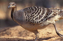 Mallee fowl on nest mound {Leipoa ocellata} Australia