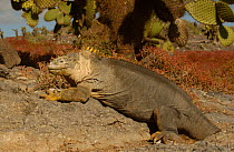 Land Iguana {Conolophus subcristatus} South Plaza Is Galapagos