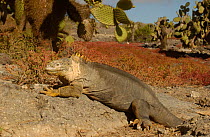Land Iguana {Conolophus subcristatus} South Plaza Island, Galapagos