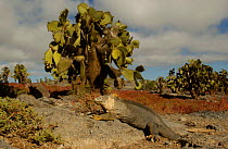 Land Iguana {Conolophus subcristatus} South Plaza Is. Galapagos