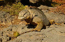 Land Iguana {Conolophus subcristatus} South Plaza Is. Galapagos