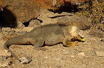 Land Iguana feeding on cactus fruit {Conolophus subcristatus} South Plaza Island, Galapagos