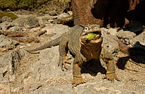 Land Iguana eating cactus fruit {Conolophus subcristatus} South Plaza Island, Galapagos