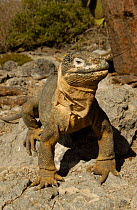 Land Iguana portrait {Conolophus subcristatus} South Plaza Island, Galapagos