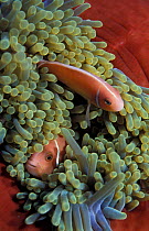 Spine cheeked anemonefish {Premnas biaculeatus} in sea anemone. Papua New Guinea