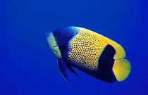 Blue-girdled (majestic) angelfish {Pomacanthus navarchus} Papua New Guinea