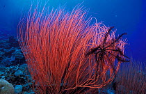Sea whip coral with Crinoid. Papua New Guinea
