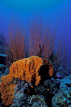 Sea whip coral with sponge Papua New Guinea