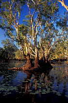 Paperbark swamp, Kakadu NP, Northern Territory, Australia