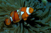 Clown anemonefish {Amphiprion percula} in anemone tentacles, Papua New Guinea