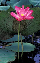 Lotus flower {Nelumbo sp} Kakadu NP, Northern Territory, Australia