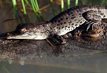 Saltwater crocodile hatchling on adult's head {Crocodylus porosus} NT, Australia