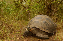 Galapagos Giant tortoise - dome form {Geochelone elephantopus} Galapagos Is