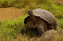 Galapagos Giant tortoise - dome form {Geochelone elephantopus}  Galapagos Is