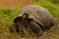 Galapagos Giant tortoise feeding - dome form {Geochelone elephantopus} Galapagos Islands