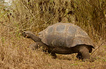 Galapagos Giant tortoise walking - dome form {Geochelone elephantopus} Galapagos Islands