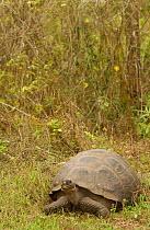 Galapagos Giant tortoise - dome form {Geochelone elephantopus} Santa Cruz, Galapagos Is