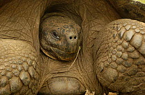 Galapagos Giant tortoise close up portrait - dome form {Geochelone elephantopus} retreating into shell. Galapagos Is
