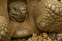D - Galapagos Giant tortoise portrait - Dome form {Geochelone elephantopus} retreating into shell. Darwin Research Station. Santa Cruz Is. Galapagos Islands, Ecuador. South America