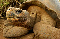 Galapagos Giant tortoise portrait {Geochelone elephantopus} Galapagos Is