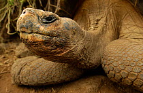 Galapagos Giant tortoise head portrait - dome form {Geochelone elephantopus} Galapagos Islands