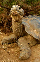 Galapagos Giant tortoise portrait - dome form {Geochelone elephantopus} Galapagos Is
