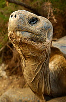 Galapagos Giant tortoise head portrait - dome form {Geochelone elephantopus} Galapagos Is
