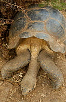Looking down on Galapagos Giant tortoise - dome form {Geochelone elephantopus} Galapagos Is