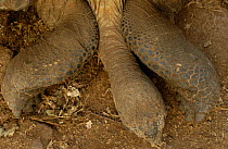 Plan view of Galapagos Giant tortoise head, neck and front feet - dome form {Geochelone elephantopus} Galapagos Is