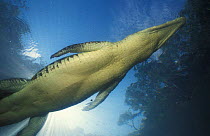 Saltwater crocodile underwater {Crocodylus porosus} Kakadu NP, NT, Australia