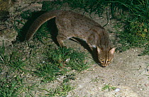 Rusty-spotted cat {Felis rubiginosus phillipsi}. Sri Lanka.