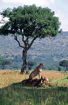 Cheetah {Acinonyx jubatus} mother with two cubs, Masai Mara GR, Kenya