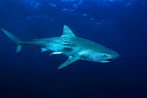 Tiger shark {Galeocerdo cuvieri} South Africa, Atlantic. NB stripes