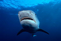 Tiger shark {Galeocerdo cuvieri} South Africa, Atlantic.