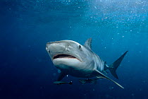 Tiger shark {Galeocerdo cuvieri} South Africa, Atlantic.
