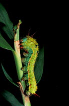 Silk moth caterpillar {Saturniidae} Manu cloud forest, Peru