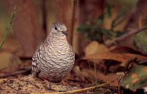 Scaled dove {Columbina squammata} Cerrado, Brazil