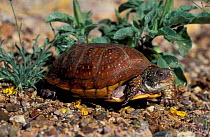 Spotted box turtle {Terrapene nelsoni klauberi} Mexico