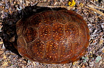 Spotted box turtle withdrawn into shell {Terrapene nelsoni klauberi} Mexico